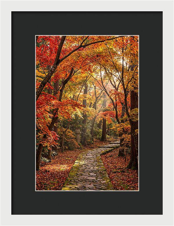 Seasonal Maple Tunnel