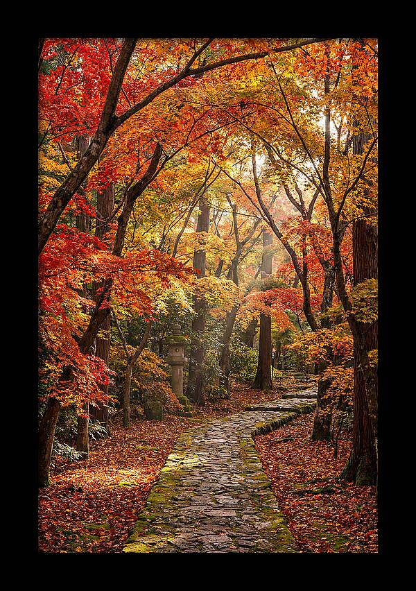 Seasonal Maple Tunnel