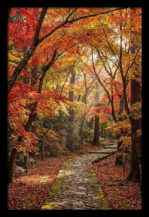 Seasonal Maple Tunnel