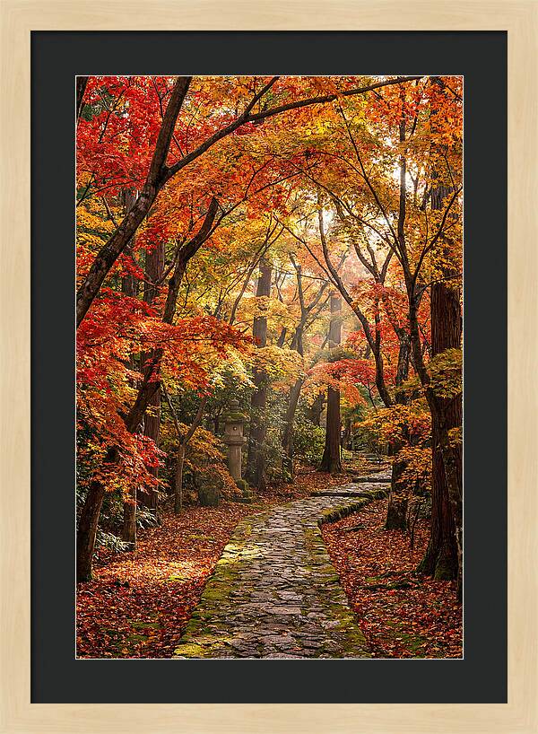 Seasonal Maple Tunnel