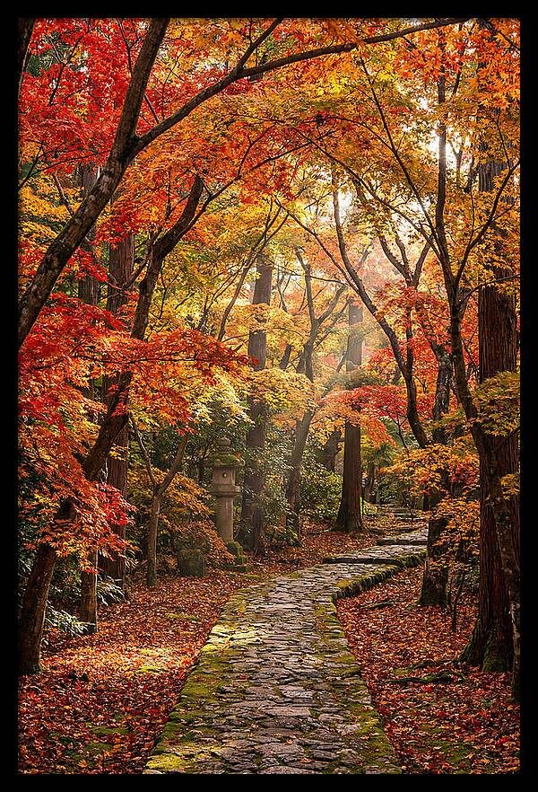 Seasonal Maple Tunnel