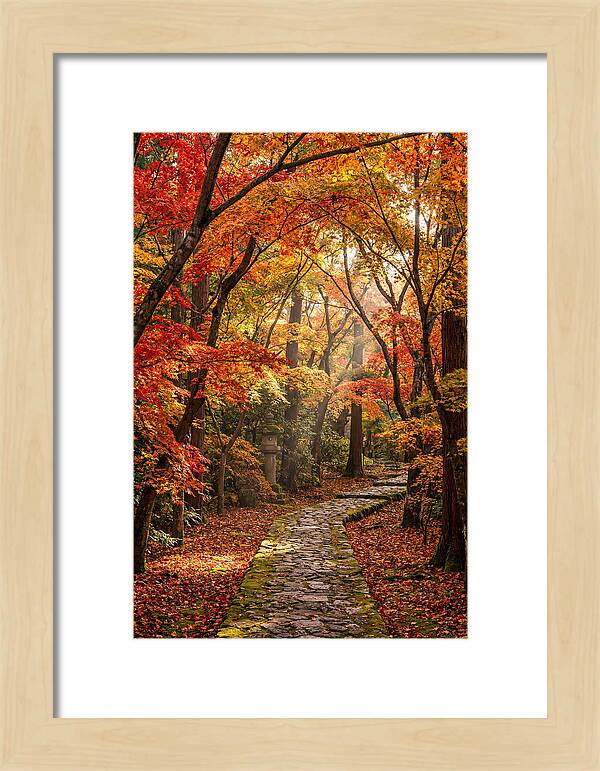 Seasonal Maple Tunnel