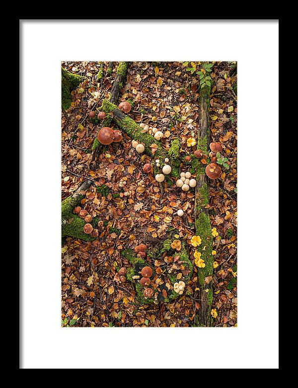 Seasonal Mushrooms In The Forest