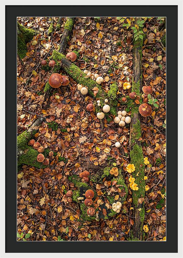 Seasonal Mushrooms In The Forest