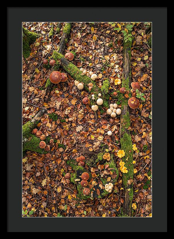 Seasonal Mushrooms In The Forest