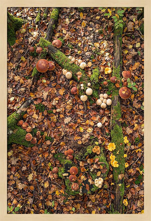 Seasonal Mushrooms In The Forest