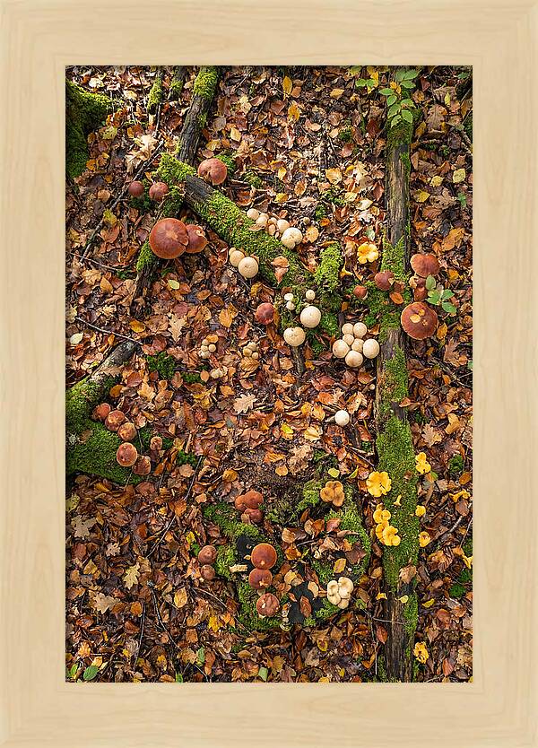 Seasonal Mushrooms In The Forest