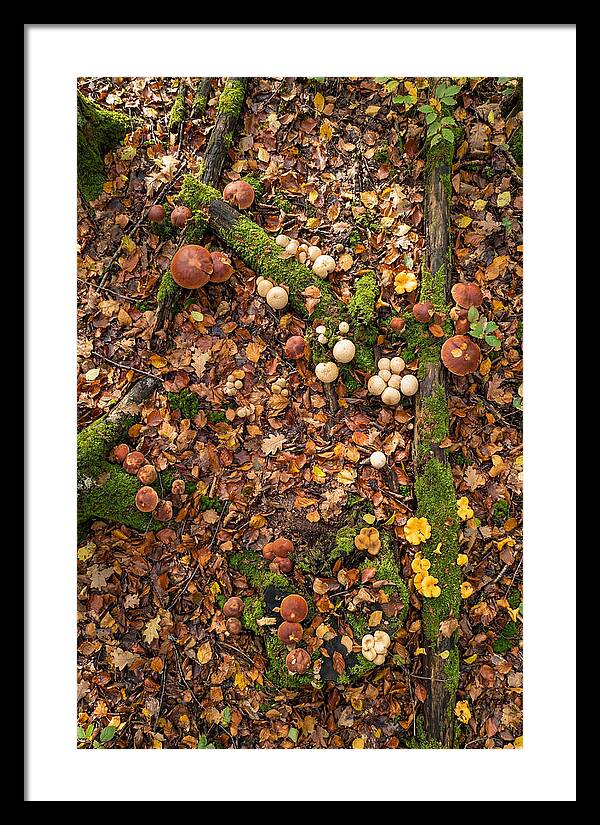 Seasonal Mushrooms In The Forest