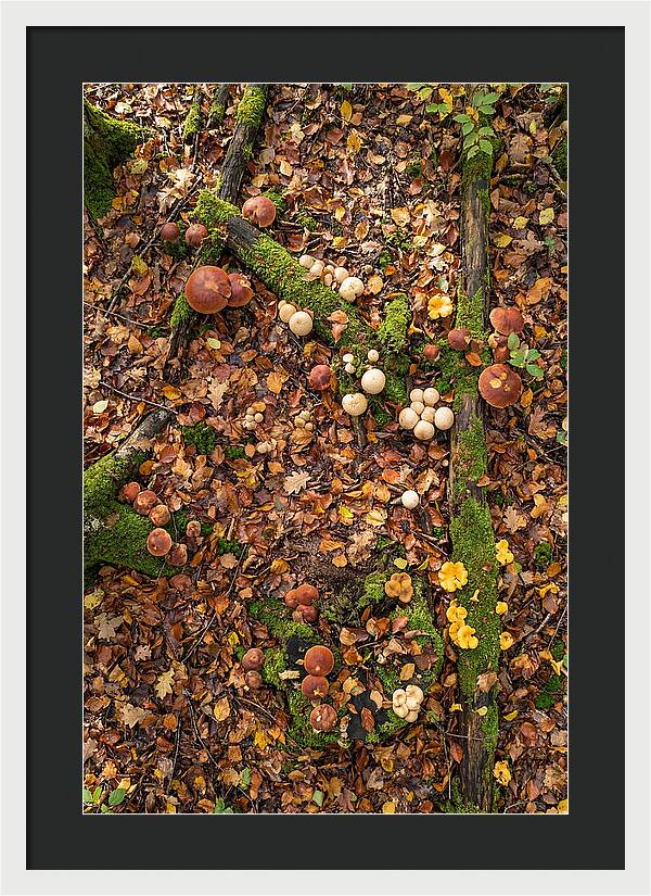 Seasonal Mushrooms In The Forest