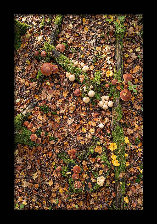 Seasonal Mushrooms In The Forest