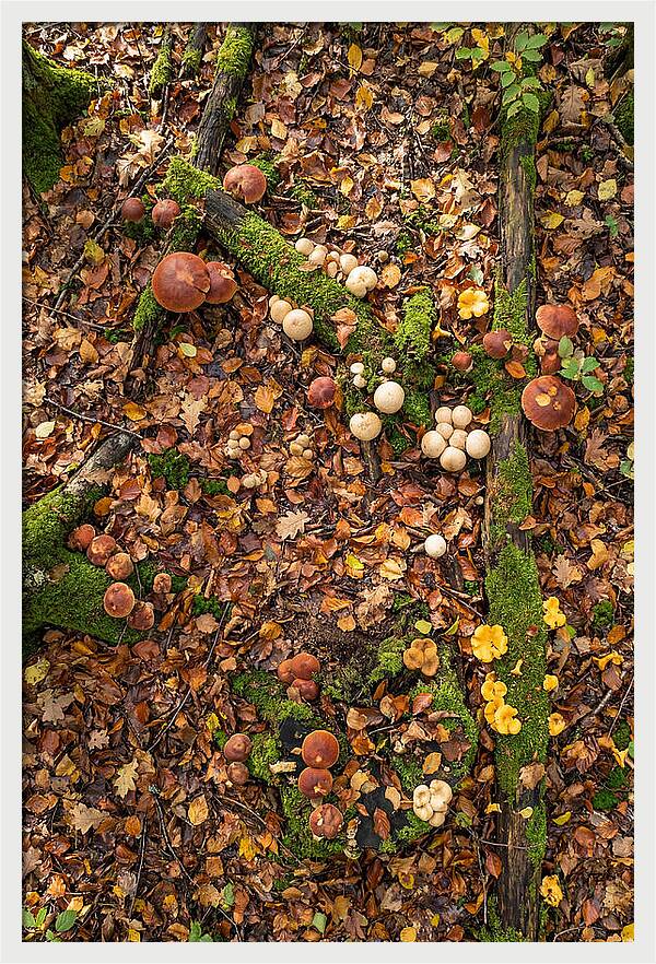 Seasonal Mushrooms In The Forest