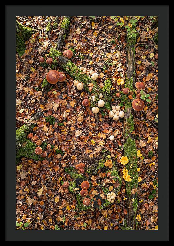 Seasonal Mushrooms In The Forest