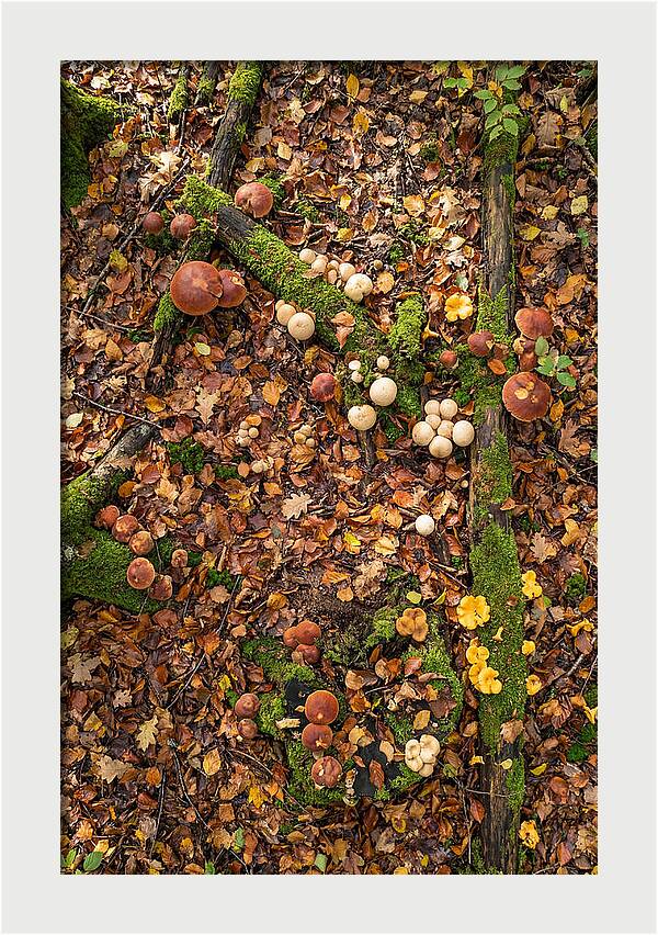 Seasonal Mushrooms In The Forest