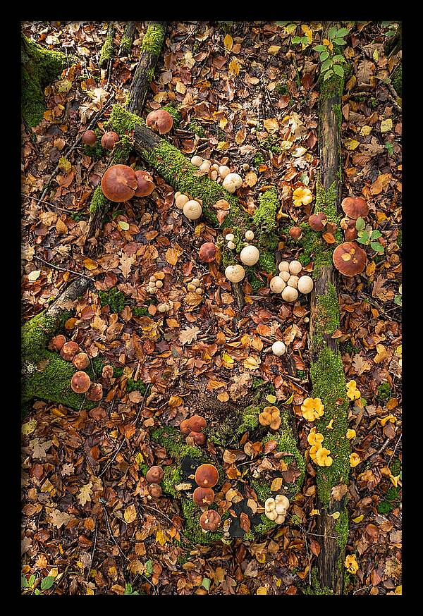 Seasonal Mushrooms In The Forest