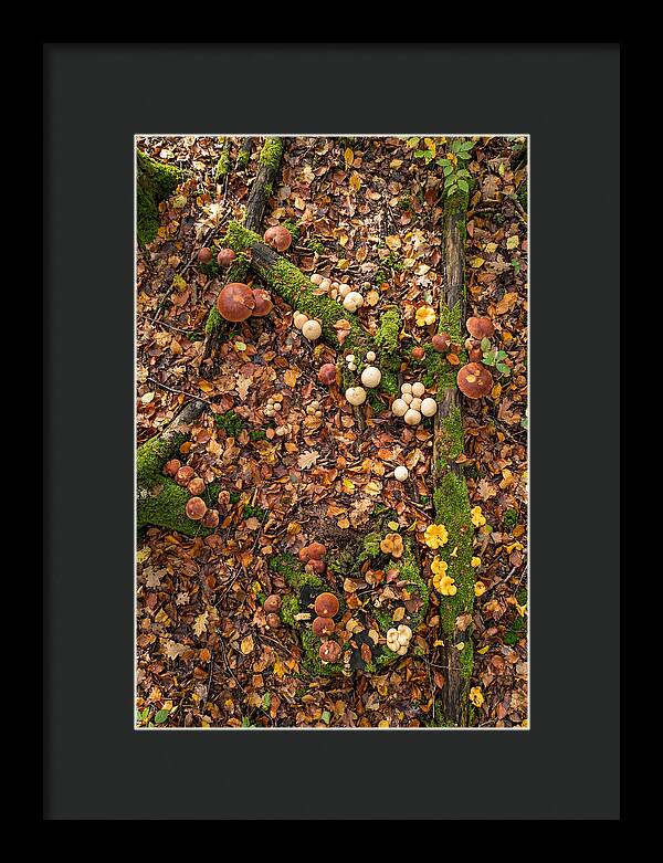 Seasonal Mushrooms In The Forest