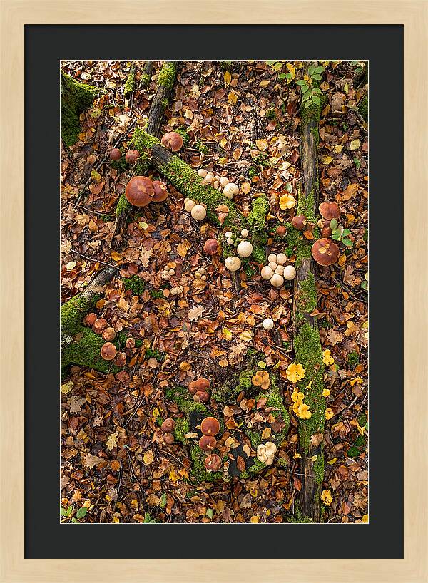 Seasonal Mushrooms In The Forest