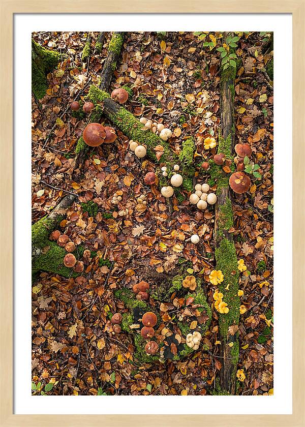 Seasonal Mushrooms In The Forest