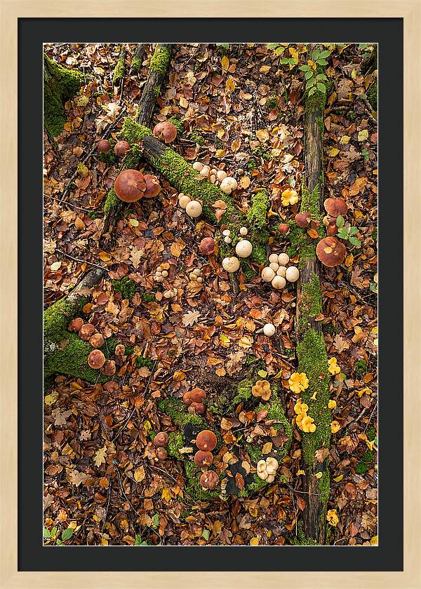 Seasonal Mushrooms In The Forest