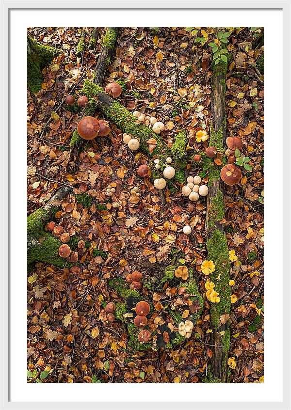 Seasonal Mushrooms In The Forest