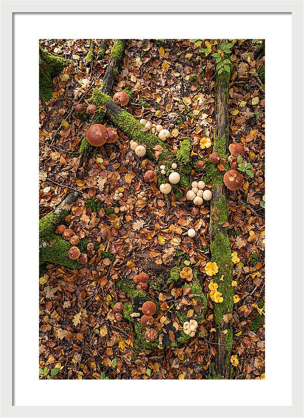 Seasonal Mushrooms In The Forest