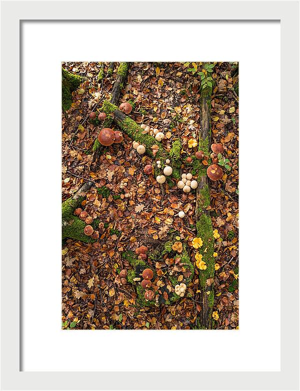 Seasonal Mushrooms In The Forest