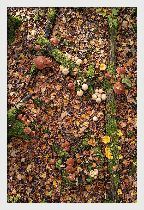 Seasonal Mushrooms In The Forest
