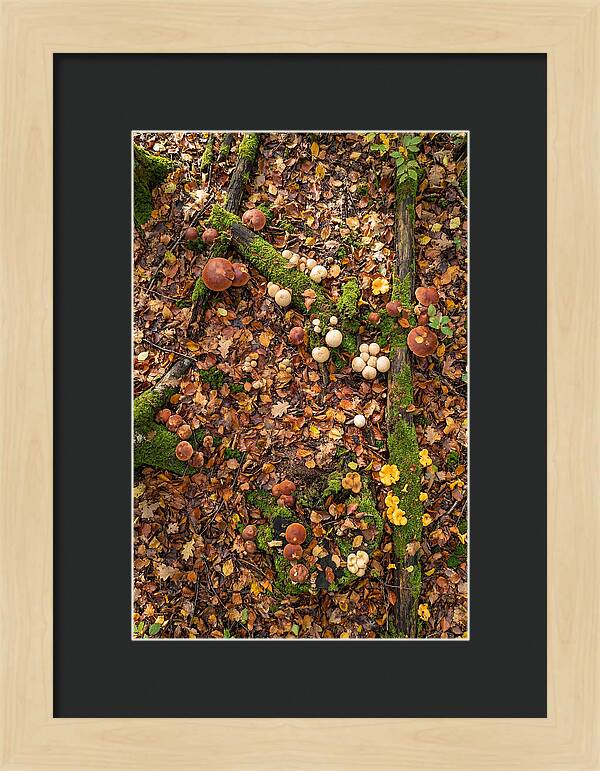 Seasonal Mushrooms In The Forest
