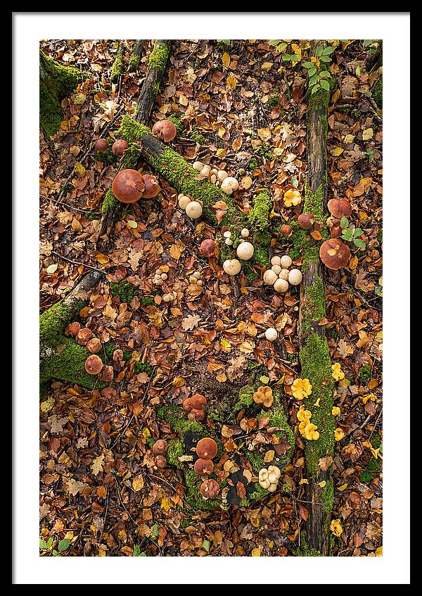 Seasonal Mushrooms In The Forest