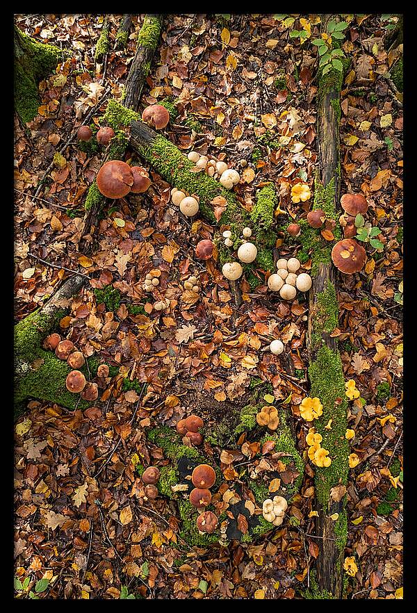 Seasonal Mushrooms In The Forest