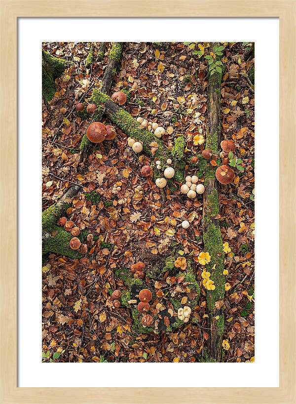 Seasonal Mushrooms In The Forest