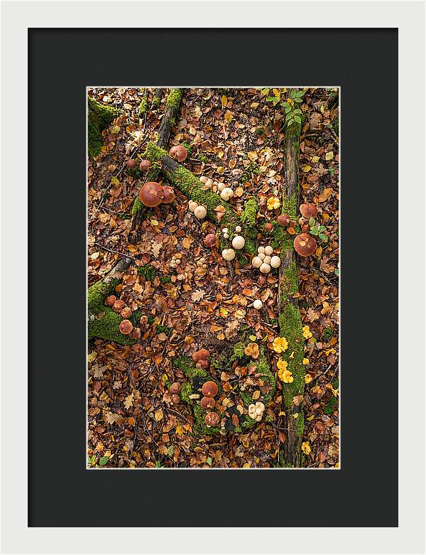 Seasonal Mushrooms In The Forest