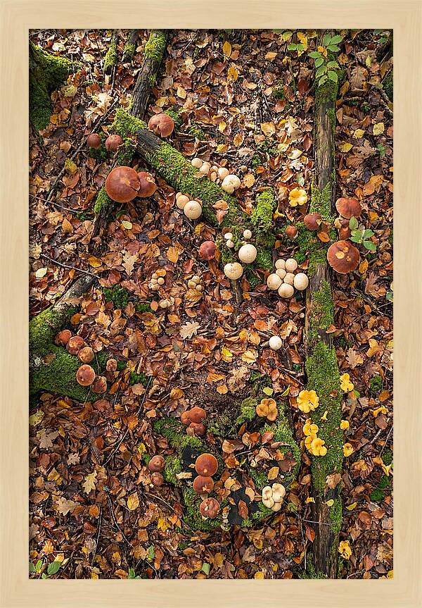 Seasonal Mushrooms In The Forest