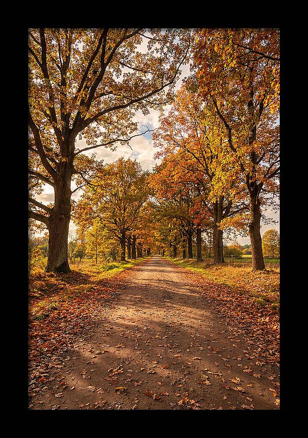 Seasonal Serenity Along Oak Avenue