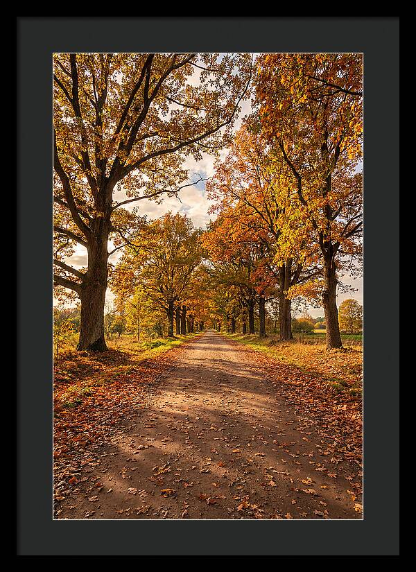 Seasonal Serenity Along Oak Avenue