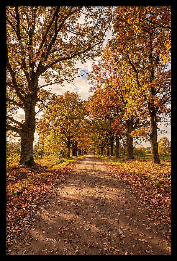 Seasonal Serenity Along Oak Avenue