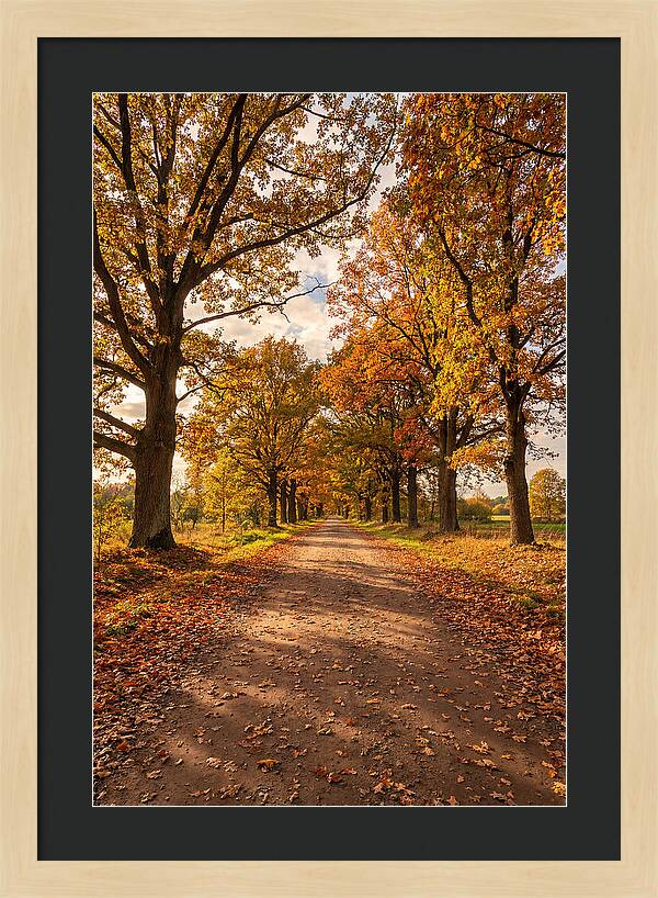 Seasonal Serenity Along Oak Avenue