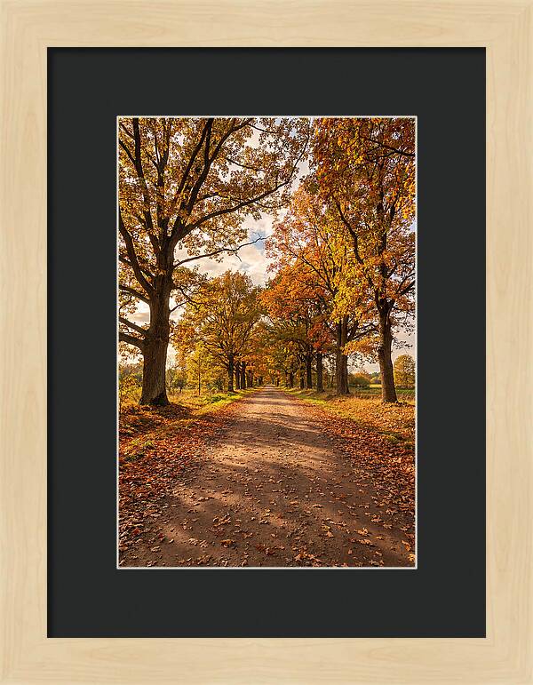 Seasonal Serenity Along Oak Avenue