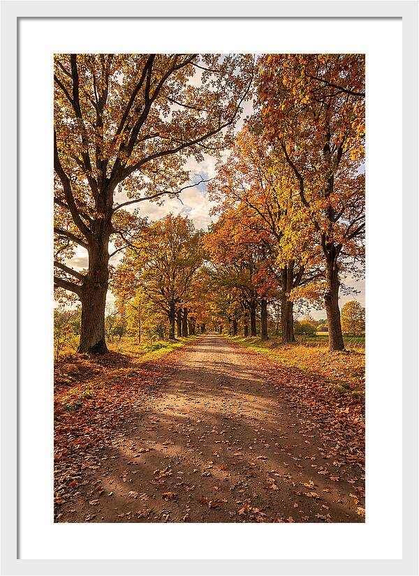 Seasonal Serenity Along Oak Avenue