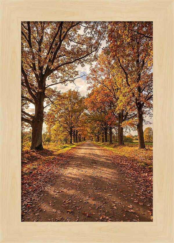 Seasonal Serenity Along Oak Avenue