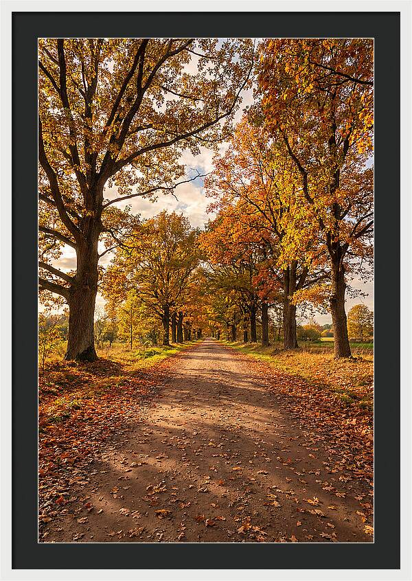 Seasonal Serenity Along Oak Avenue