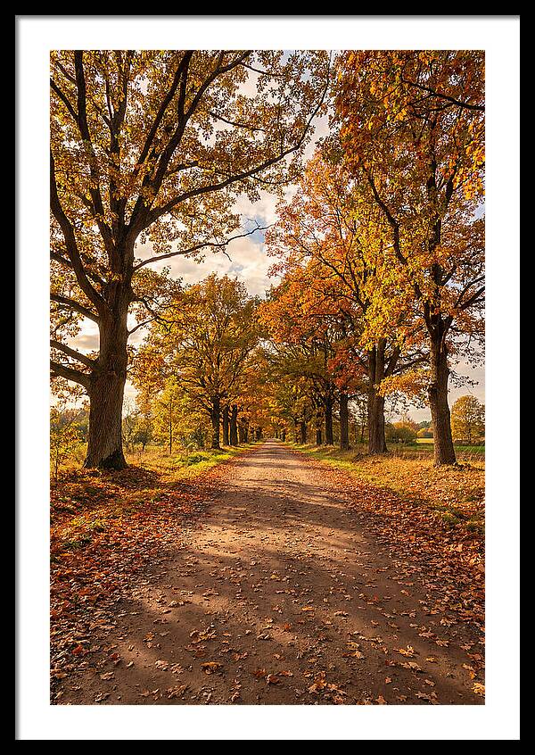 Seasonal Serenity Along Oak Avenue