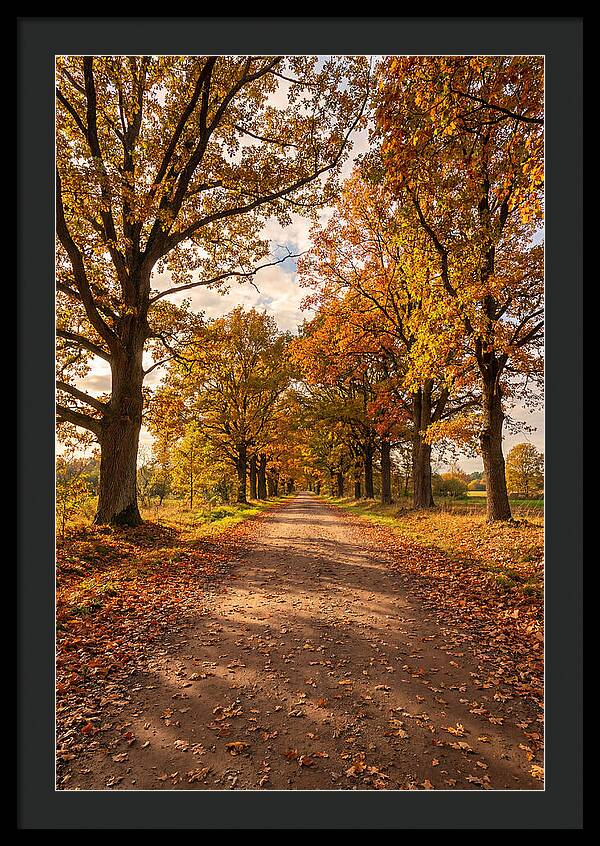 Seasonal Serenity Along Oak Avenue