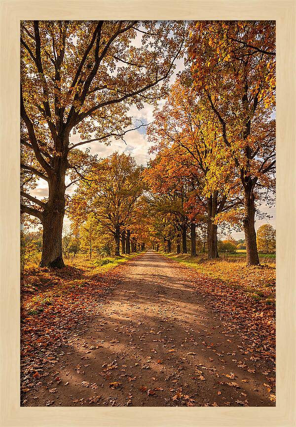 Seasonal Serenity Along Oak Avenue
