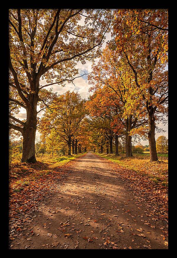 Seasonal Serenity Along Oak Avenue
