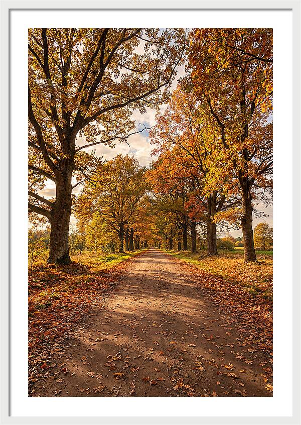 Seasonal Serenity Along Oak Avenue