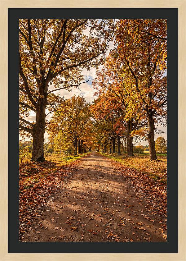 Seasonal Serenity Along Oak Avenue