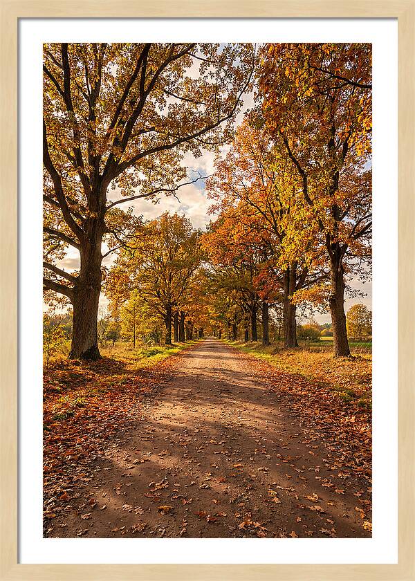 Seasonal Serenity Along Oak Avenue
