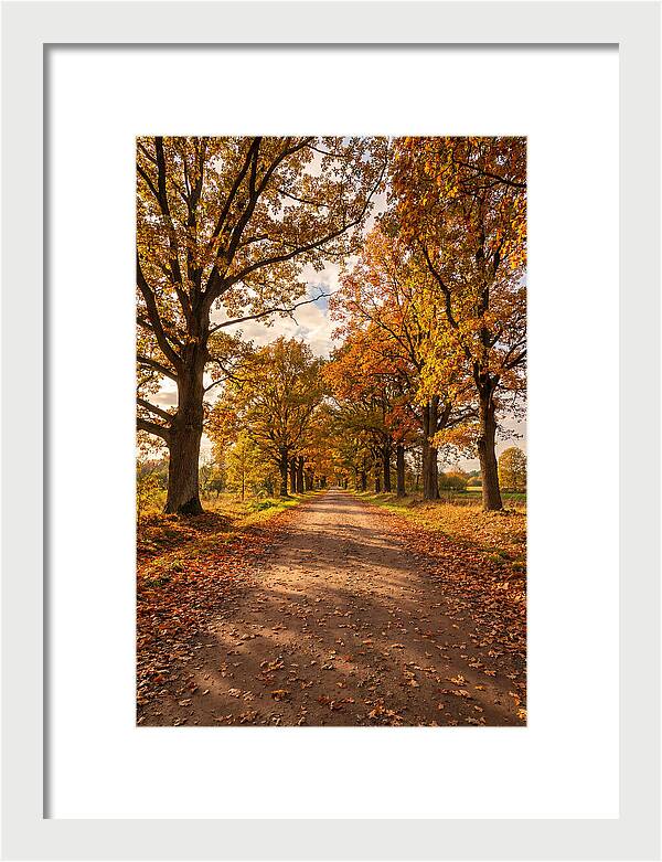 Seasonal Serenity Along Oak Avenue