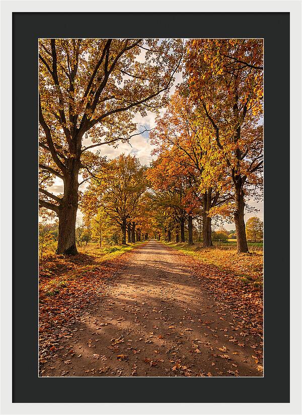 Seasonal Serenity Along Oak Avenue