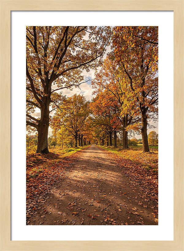 Seasonal Serenity Along Oak Avenue